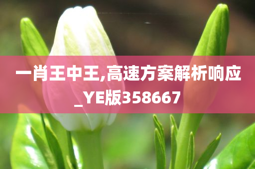 一肖王中王,高速方案解析响应_YE版358667